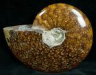 Cleoniceras Ammonite Fossil - Madagascar #7360-1